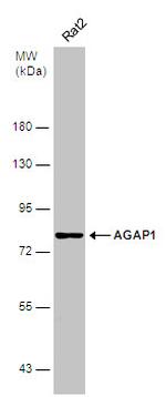 AGAP1 Antibody in Western Blot (WB)