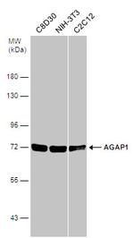 AGAP1 Antibody in Western Blot (WB)