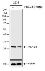 PGAM1 Polyclonal Antibody