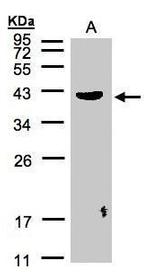 Pleckstrin Antibody in Western Blot (WB)