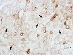 GIPC1 Antibody in Immunohistochemistry (Paraffin) (IHC (P))