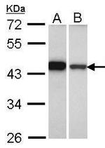 GIPC1 Antibody in Western Blot (WB)