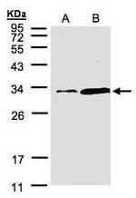 PITPN Antibody in Western Blot (WB)