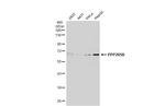 PPP2R5B Polyclonal Antibody