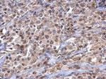 Importin 7 Antibody in Immunohistochemistry (Paraffin) (IHC (P))