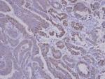 SNX12 Antibody in Immunohistochemistry (Paraffin) (IHC (P))