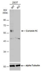 Coronin 3 Antibody in Western Blot (WB)