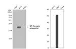 IL1RA Antibody in Western Blot (WB)