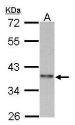 Cyclin I2 Polyclonal Antibody