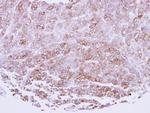 ICAM-2 Polyclonal Antibody