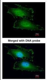 PEF1 Polyclonal Antibody