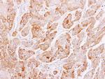 PEF1 Antibody in Immunohistochemistry (Paraffin) (IHC (P))