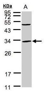 PEF1 Antibody in Western Blot (WB)