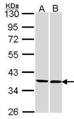 FAM50A Polyclonal Antibody