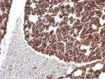 SNAP alpha Antibody in Immunohistochemistry (Paraffin) (IHC (P))