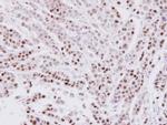 SARNP Antibody in Immunohistochemistry (Paraffin) (IHC (P))