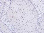TWA1 Antibody in Immunohistochemistry (Paraffin) (IHC (P))