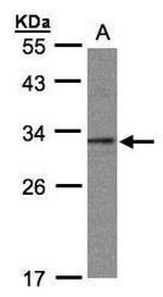 TWA1 Antibody in Western Blot (WB)