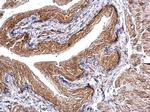 CHMP5 Antibody in Immunohistochemistry (Paraffin) (IHC (P))