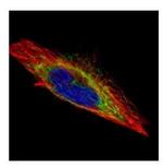 Actin-like 8 Polyclonal Antibody
