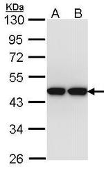 Actin-like 8 Antibody in Western Blot (WB)