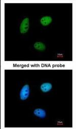 MAF1 Polyclonal Antibody