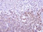 MAF1 Antibody in Immunohistochemistry (Paraffin) (IHC (P))