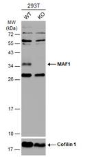 MAF1 Antibody in Western Blot (WB)