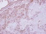 TPRKB Antibody in Immunohistochemistry (Paraffin) (IHC (P))