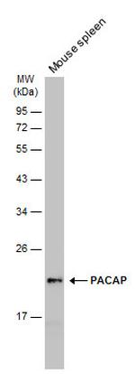 MZB1 Antibody in Western Blot (WB)