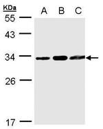 TATDN1 Antibody in Western Blot (WB)