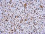 MMACHC Antibody in Immunohistochemistry (Paraffin) (IHC (P))