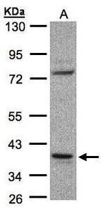 CCDC68 Antibody in Western Blot (WB)