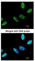 C9orf78 Polyclonal Antibody