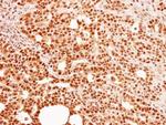 C9orf78 Antibody in Immunohistochemistry (Paraffin) (IHC (P))