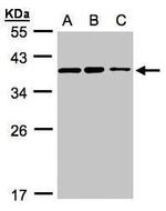 C9orf78 Antibody in Western Blot (WB)