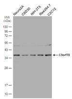 C9orf78 Antibody in Western Blot (WB)