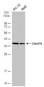 C9orf78 Antibody in Western Blot (WB)