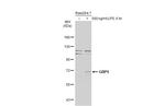 GBP5 Polyclonal Antibody