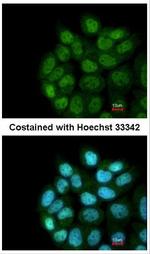 LRRC43 Antibody in Immunocytochemistry (ICC/IF)
