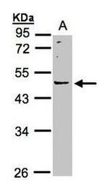 LRRC43 Antibody in Western Blot (WB)