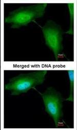 ZNF313 Antibody in Immunocytochemistry (ICC/IF)