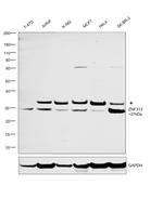 ZNF313 Antibody in Western Blot (WB)