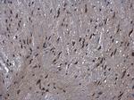 GLE1 Antibody in Immunohistochemistry (Paraffin) (IHC (P))