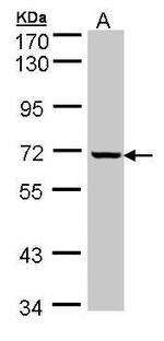 GLE1 Antibody in Western Blot (WB)