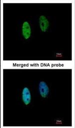 DENND1B Polyclonal Antibody