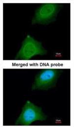 ASB9 Polyclonal Antibody