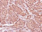 ASB9 Antibody in Immunohistochemistry (Paraffin) (IHC (P))