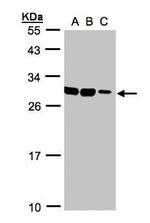 ASB9 Antibody in Western Blot (WB)