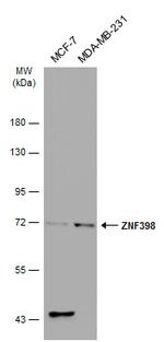 ZNF398 Antibody in Western Blot (WB)